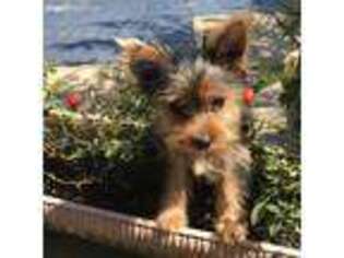 Yorkshire Terrier Puppy for sale in North Apollo, PA, USA