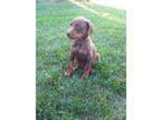 Doberman Pinscher Puppy for sale in Shipshewana, IN, USA