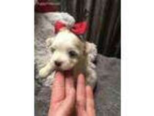 Maltese Puppy for sale in Avoca, MI, USA