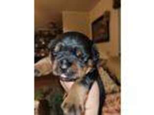 Rottweiler Puppy for sale in Crosby, TX, USA