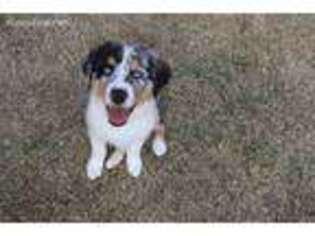 Australian Shepherd Puppy for sale in Celina, TX, USA