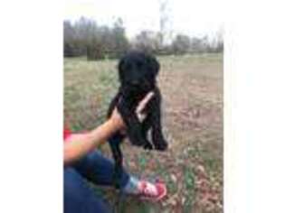 Labradoodle Puppy for sale in Mount Pleasant, NC, USA