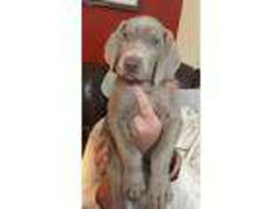 Weimaraner Puppy for sale in New Holland, PA, USA