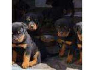 Rottweiler Puppy for sale in Harrison, NE, USA
