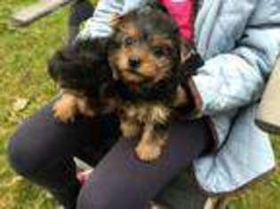Yorkshire Terrier Puppy for sale in Ashburn, VA, USA