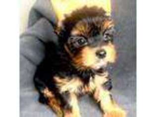 Yorkshire Terrier Puppy for sale in Seal Beach, CA, USA