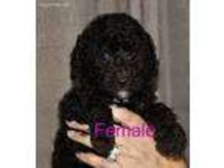 Labradoodle Puppy for sale in Blanchard, OK, USA