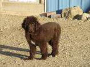 Newfoundland Puppy for sale in Menno, SD, USA