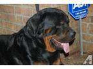 Rottweiler Puppy for sale in GREENSBORO, NC, USA