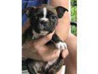 Boston Terrier Puppy for sale in Turbeville, SC, USA