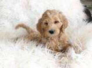 Goldendoodle Puppy for sale in Hampton, CT, USA