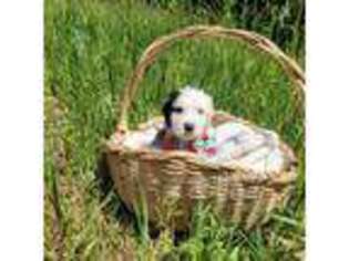 Old English Sheepdog Puppy for sale in North Judson, IN, USA