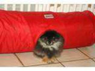 Pomeranian Puppy for sale in Lowesville, VA, USA