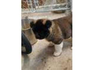 Akita Puppy for sale in Larsen, WI, USA