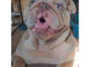 Bulldog Puppy for sale in Necedah, WI, USA