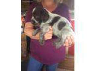 German Wirehaired Pointer Puppy for sale in Trinidad, CO, USA