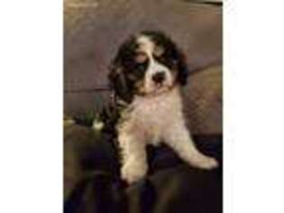 Cavachon Puppy for sale in Rochester, MN, USA