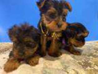 Yorkshire Terrier Puppy for sale in Groves, TX, USA