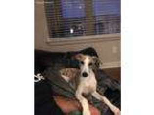 Whippet Puppy for sale in Charlotte, NC, USA