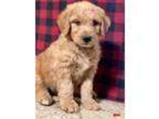 Goldendoodle Puppy for sale in Bowie, TX, USA