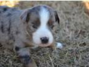 Miniature Australian Shepherd Puppy for sale in Whitesboro, OK, USA