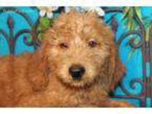 Labradoodle Puppy for sale in Novinger, MO, USA