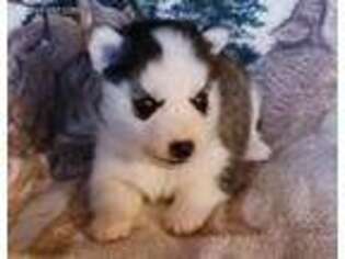 Siberian Husky Puppy for sale in Versailles, MO, USA