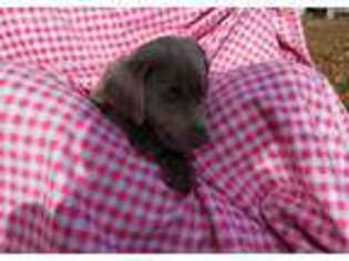 Labrador Retriever Puppy for sale in Carman, IL, USA