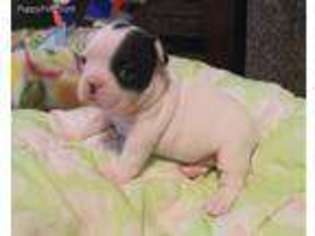 French Bulldog Puppy for sale in Hartsville, SC, USA