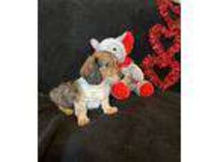 Dachshund Puppy for sale in Hoschton, GA, USA