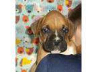 Boxer Puppy for sale in Riverside, WA, USA