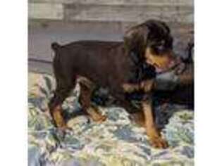 Doberman Pinscher Puppy for sale in Olean, NY, USA