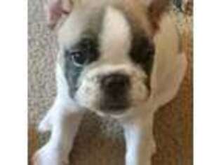 French Bulldog Puppy for sale in Braggs, OK, USA