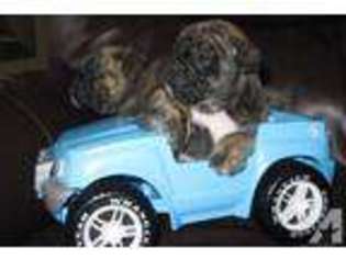 Miniature Bulldog Puppy for sale in MINNEAPOLIS, MN, USA