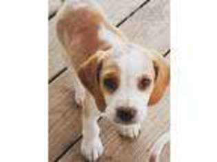 Beagle Puppy for sale in Plato, MO, USA
