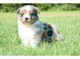 Miniature Australian Shepherd Puppy for sale in Huntsville, TX, USA