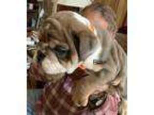Bulldog Puppy for sale in Hartshorne, OK, USA