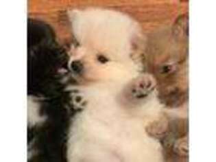 Pomeranian Puppy for sale in Hyden, KY, USA