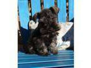 Mutt Puppy for sale in Welling, OK, USA