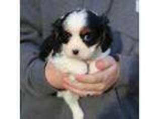 Cavalier King Charles Spaniel Puppy for sale in Champaign, IL, USA