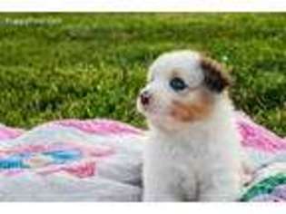 Australian Shepherd Puppy for sale in Meta, MO, USA