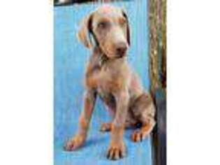 Doberman Pinscher Puppy for sale in Sulphur Springs, TX, USA
