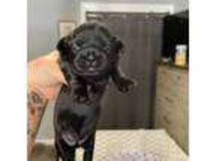 Mutt Puppy for sale in Farmington, NY, USA