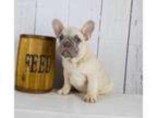 French Bulldog Puppy for sale in Arcola, IL, USA
