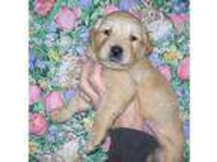 Golden Retriever Puppy for sale in Eagle Point, OR, USA