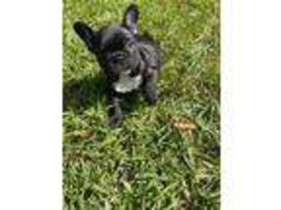 French Bulldog Puppy for sale in Helena, AL, USA