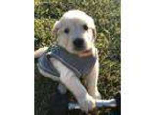 Golden Retriever Puppy for sale in Gunter, TX, USA