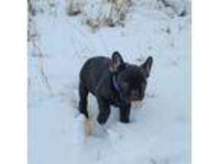 French Bulldog Puppy for sale in Craig, CO, USA