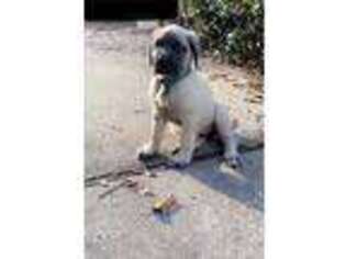 Mastiff Puppy for sale in Slidell, LA, USA