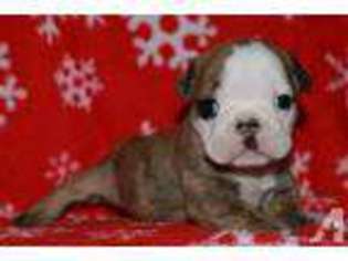 Bulldog Puppy for sale in PROCTORVILLE, OH, USA